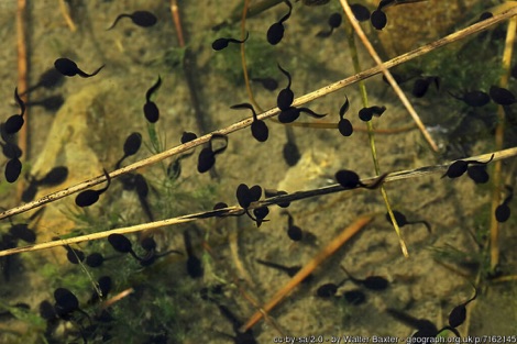 Tadpoles swimming